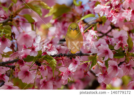 A Japanese white-eye bird gazes at us, surrounded by Kawazu cherry blossoms. 140779172