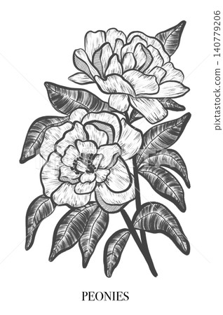 White peonies. Elegant peony frame: hand drawn botanical illustration. Graphic design. Summer flowers. Invitation. White peonies. Elegant peony frame: hand drawn botanical illustration. Graphic design. Summer flowers. Invitation. 140779206