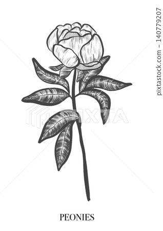 White peonies. Elegant peony frame: hand drawn botanical illustration. Graphic design. Summer flowers. Invitation. White peonies. Elegant peony frame: hand drawn botanical illustration. Graphic design. Summer flowers. Invitation. 140779207