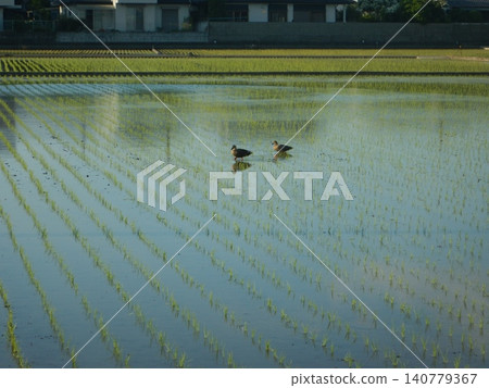 水稻種植後的稻田 水稻種植後的稻田 140779367