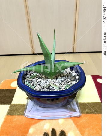 小室內裝飾植物:虎尾蘭 小室內裝飾植物:虎尾蘭 140779644