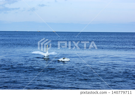 Polish Baltic Sea beautiful blue sea waves sand and beach white birds swans at sea 140779711