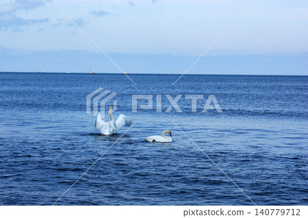 Polish Baltic Sea beautiful blue sea waves ocean horizon sand and beach blue sky white birds swans at sea Polish Baltic Sea beautiful blue sea waves ocean horizon sand and beach blue sky white birds swans at sea 140779712
