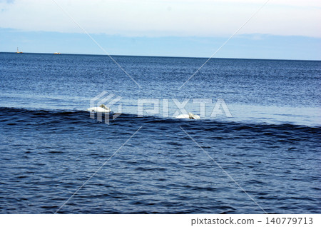 Polish Baltic Sea beautiful blue sea waves ocean horizon sand and beach blue sky white birds swans at sea 140779713
