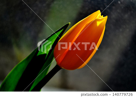 yellow tulip flower head illuminated by the setting sun yellow tulip flower head illuminated by the setting sun 140779726
