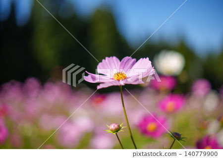251023 Toma Plateau Cosmos Field 251023 Toma Plateau Cosmos Field 140779900