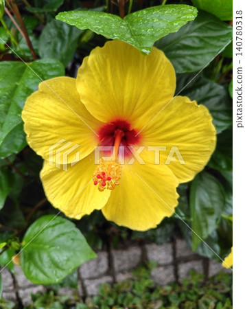 黃芙蓉 黃芙蓉 140780318