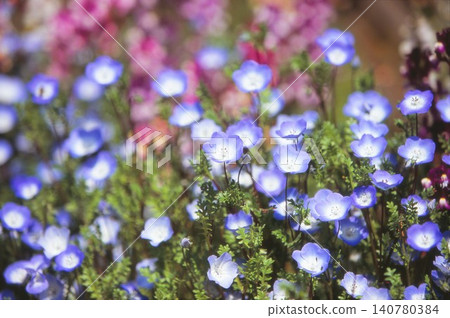 Nemophila flowers photographed on positive film Nemophila flowers photographed on positive film 140780384