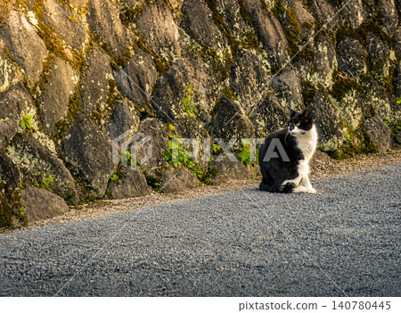 A cat waiting for dusk 140780445