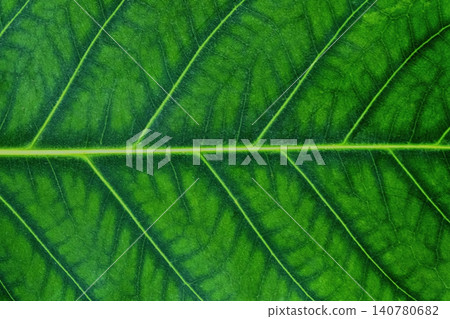Green leaf texture showing detailed veins and cells Green leaf texture showing detailed veins and cells 140780682