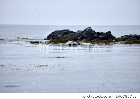 Harbor seal swimming in the Atlantic ocean, Iceland Harbor seal swimming in the Atlantic ocean, Iceland 140780712