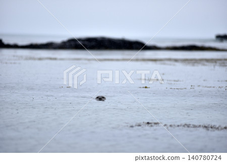 Wildlife sighting at Ytri Tunga beach, harbor seal, Iceland Wildlife sighting at Ytri Tunga beach, harbor seal, Iceland 140780724