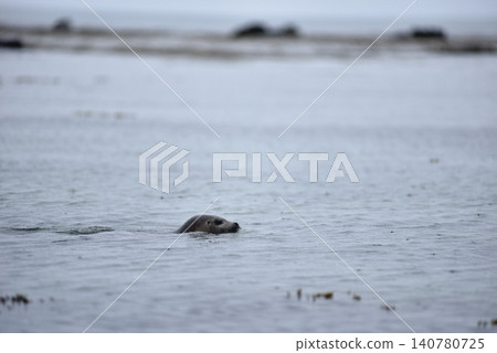 Wildlife sighting at Ytri Tunga beach, harbor seal, Iceland 140780725
