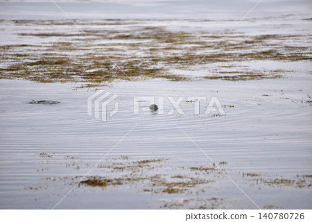 Harbor seal swimming in the Atlantic ocean, Iceland Harbor seal swimming in the Atlantic ocean, Iceland 140780726