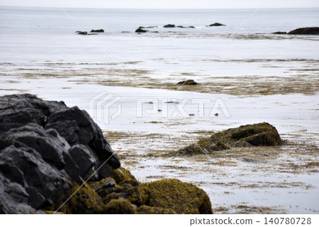 Harbor seal swimming in the Atlantic ocean, Iceland Harbor seal swimming in the Atlantic ocean, Iceland 140780728
