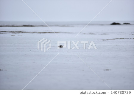 Harbor seal swimming in the Atlantic ocean, Iceland Harbor seal swimming in the Atlantic ocean, Iceland 140780729
