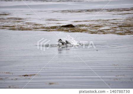 Wildlife sighting at Ytri Tunga beach, harbor seal, Iceland Wildlife sighting at Ytri Tunga beach, harbor seal, Iceland 140780730