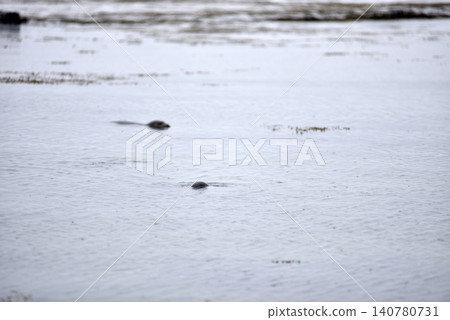 Wildlife sighting at Ytri Tunga beach, harbor seal, Iceland Wildlife sighting at Ytri Tunga beach, harbor seal, Iceland 140780731