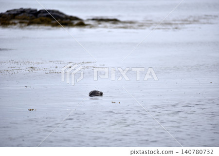 Wildlife sighting at Ytri Tunga beach, harbor seal, Iceland Wildlife sighting at Ytri Tunga beach, harbor seal, Iceland 140780732