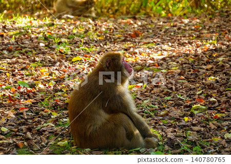 251029 Japanese macaques in Okushiga Valley and Akiyama-go, Nagano Prefecture 140780765