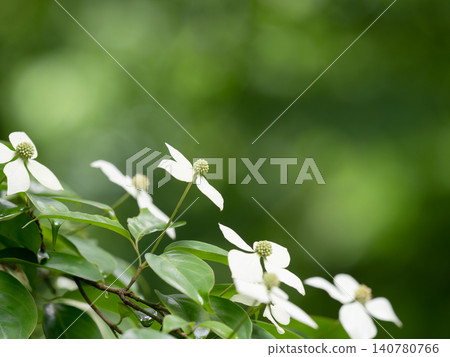 White flowers of Cornus hongkongensis White flowers of Cornus hongkongensis 140780766