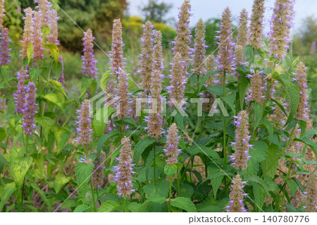 Agastache foeniculum with flowers is growing in cottage garden. Decorative herbaceous perennial. Hyssop in meadow in sunny day. Long flowering and spicy aroma. Agastache foeniculum with flowers is growing in cottage garden. Decorative herbaceous perennial. Hyssop in meadow in sunny day. Long flowering and spicy aroma. 140780776