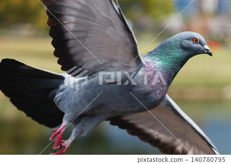 A close-up shot of a pigeon in a nature park. A close-up shot of a pigeon in a nature park. 140780795