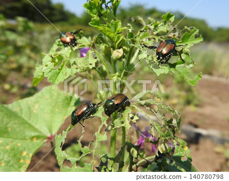 Japanese beetles devour the leaves of common mallow plants. Japanese beetles devour the leaves of common mallow plants. 140780798