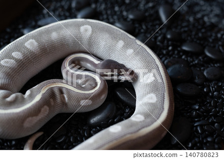 Mystic Potion Ball Python (Python regius) with beautiful lavender and grey scales resting on black pebbles. 140780823