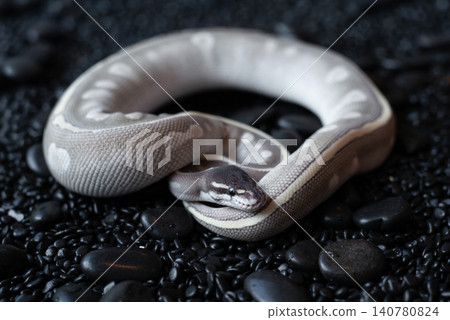 Mystic Potion Ball Python (Python regius) with beautiful lavender and grey scales resting on black pebbles. 140780824