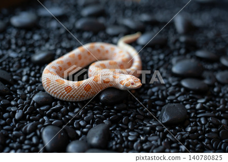 Close-up of an Arctic Albino Anaconda Hognose snake (Heterodon nasicus) resting on black pebbles. Close-up of an Arctic Albino Anaconda Hognose snake (Heterodon nasicus) resting on black pebbles. 140780825