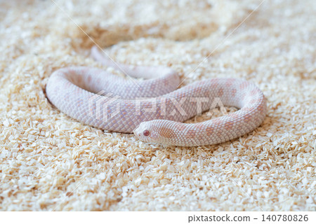 Close-up of a Snow Western Hognose snake (Heterodon nasicus) flicking its tongue on wood shavings substrate looking at the camera. 140780826