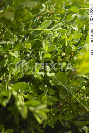 This is a close-up of a Boxwood This is a close-up of a Boxwood 140780896