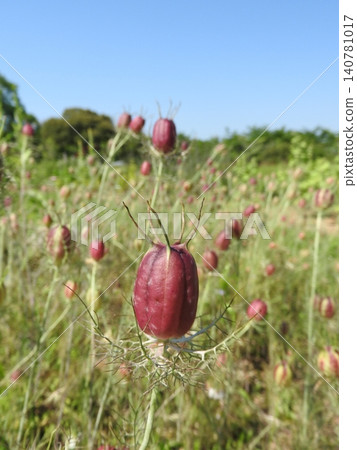 The fruit of Nigella, an annual plant classified in the genus Nigella. The fruit of Nigella, an annual plant classified in the genus Nigella. 140781017