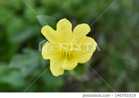 Flower of Koumu Yoyogusa 140781019