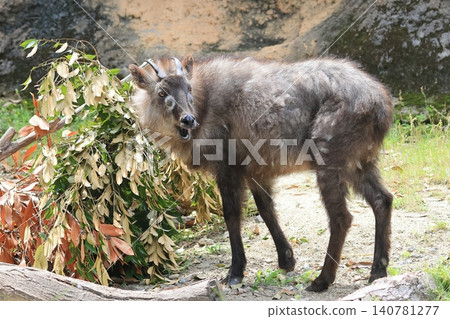Japanese serow Japanese serow 140781277
