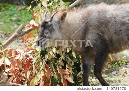 Japanese serow Japanese serow 140781278