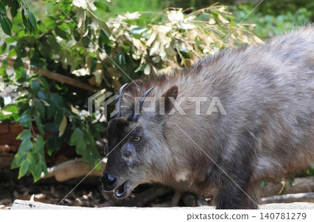 Japanese serow Japanese serow 140781279