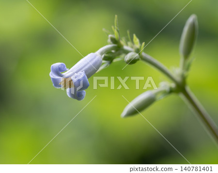 小淡紫色三葉草 140781401