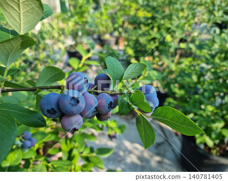 Highbush blueberry plant with fruits Highbush blueberry plant with fruits 140781405