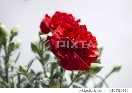 It is a red carnation flowerpot. It is a red carnation flowerpot. 140781411