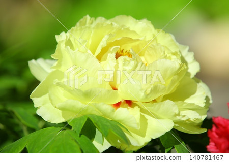 Yellow peony, peony, 100 gold peony, luoyang flower, rich flower, noble guest, male red, prize guest, deer mace, white mushroom, rat gu Yellow peony, peony, 100 gold peony, luoyang flower, rich flower, noble guest, male red, prize guest, deer mace, white mushroom, rat gu 140781467
