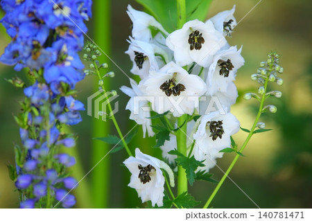 Daifei grass, Hien grass, Chidori grass, Chidori flower, Suijaku flower, Suijaku, Hibari no tsume, Mandarin flower, Hyakubugusa, Goose lotus Daifei grass, Hien grass, Chidori grass, Chidori flower, Suijaku flower, Suijaku, Hibari no tsume, Mandarin flower, Hyakubugusa, Goose lotus 140781471