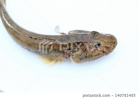 Freshly caught live goby 140781485