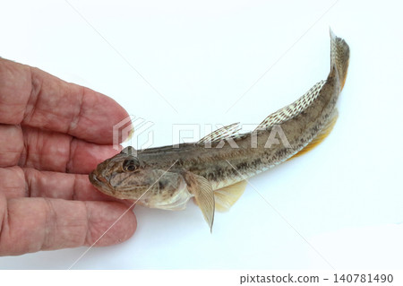 新鮮捕獲的活蝦虎魚 新鮮捕獲的活蝦虎魚 140781490