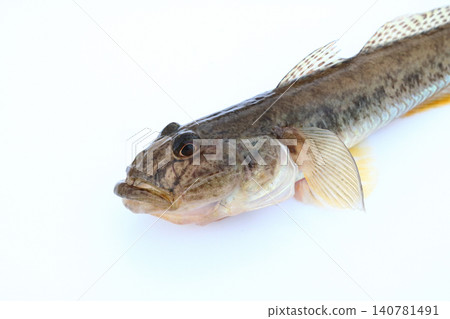 Freshly caught live goby Freshly caught live goby 140781491
