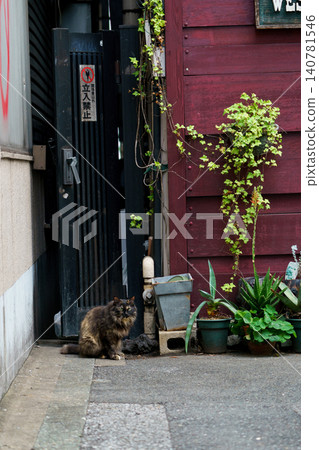 Stray cats living in an alley in Shinjuku, Tokyo: Urban life scene material Stray cats living in an alley in Shinjuku, Tokyo: Urban life scene material 140781546