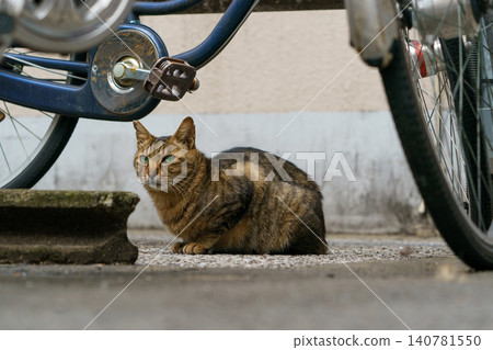 Stray cats living in an alley in Shinjuku, Tokyo: Urban life scene material Stray cats living in an alley in Shinjuku, Tokyo: Urban life scene material 140781550