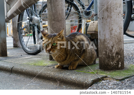 Stray cats living in an alley in Shinjuku, Tokyo: Urban life scene material Stray cats living in an alley in Shinjuku, Tokyo: Urban life scene material 140781554