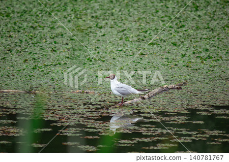 Black-headed gull standing on log in pond with green aquatic plants Black-headed gull standing on log in pond with green aquatic plants 140781767